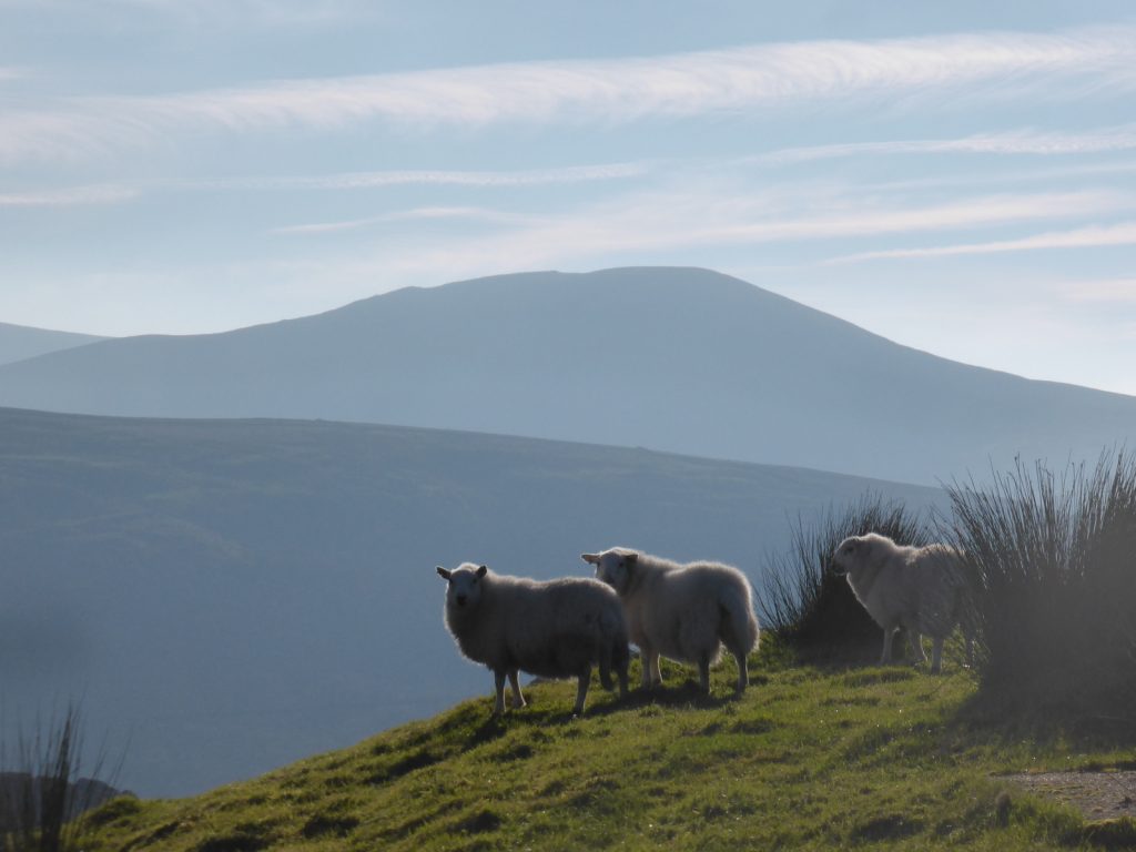 sheep and mountain view