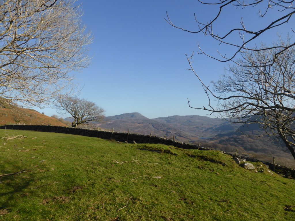 view across emerald green field