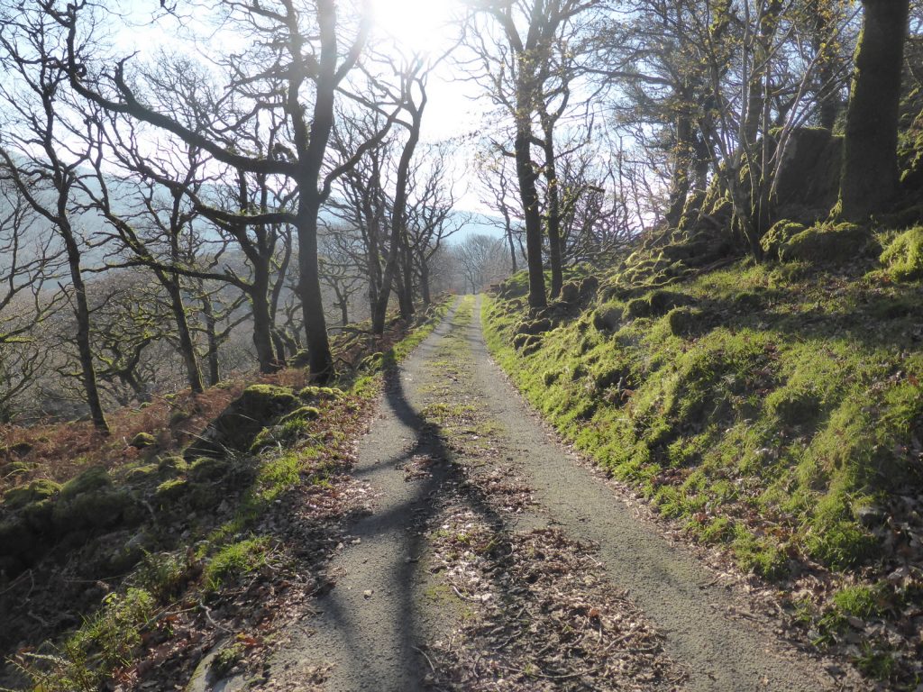 wooded lane in sunlight