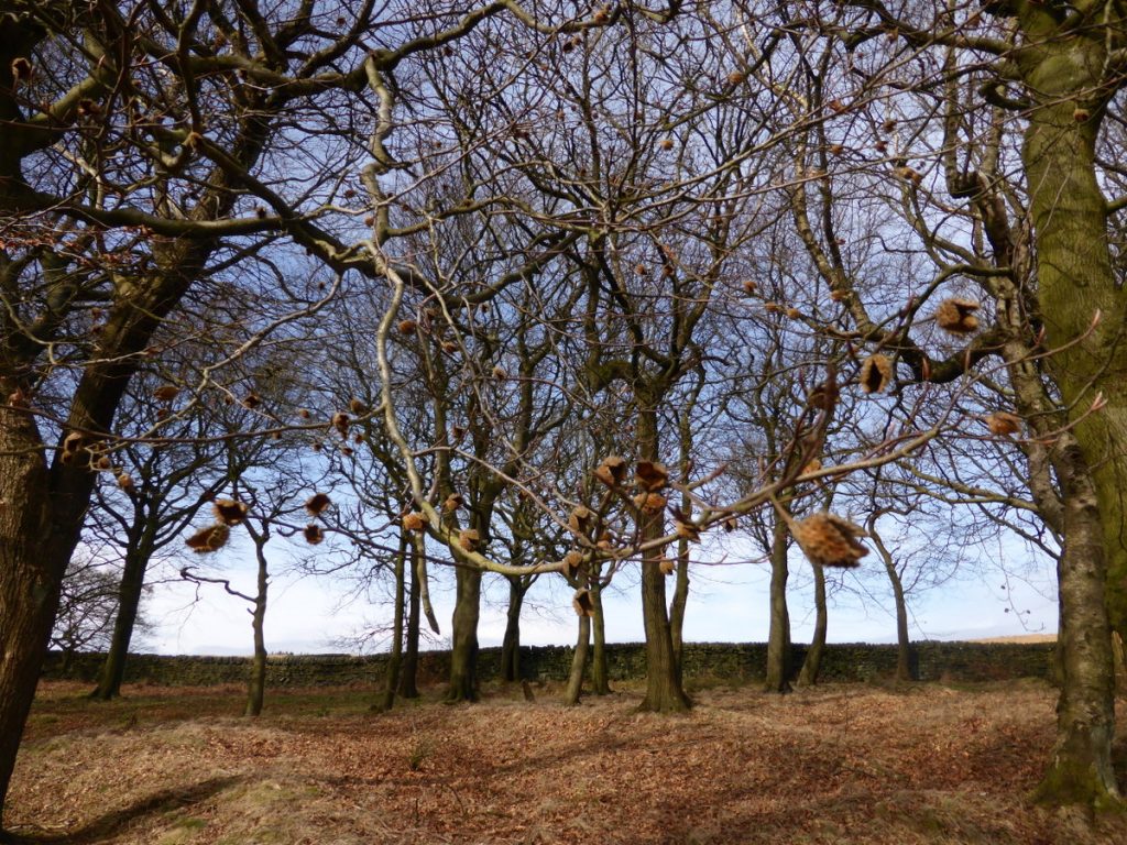 winter beech branches