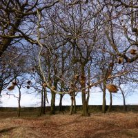 winter beech branches