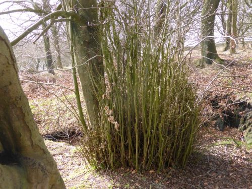 shrub thicket