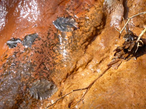 orange stained mud and leaves