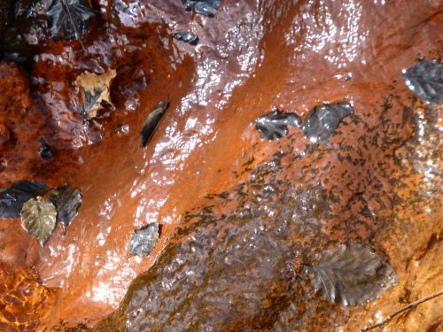 orange stained mud and leaves