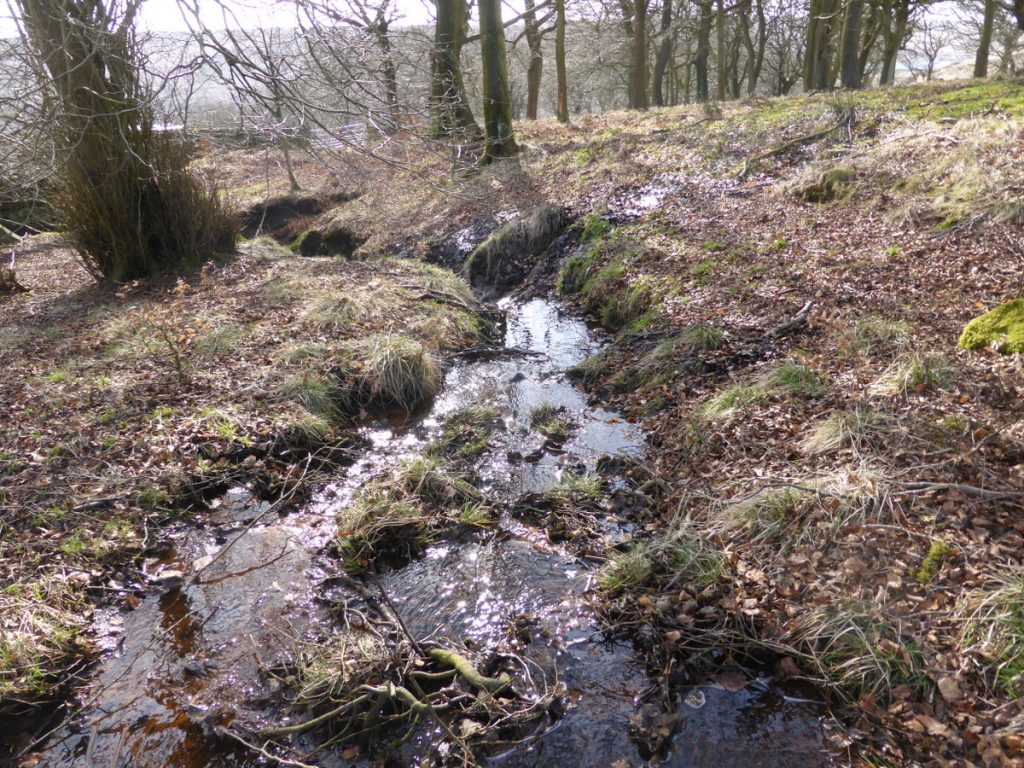 surface stream flowing through wood
