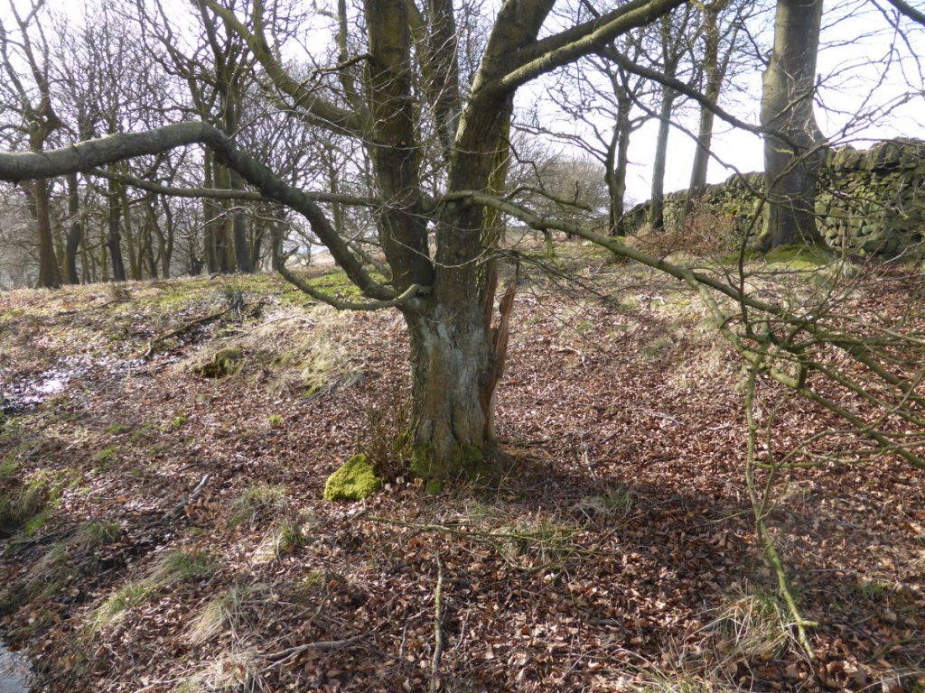 tree branches and fallen leaf carpet