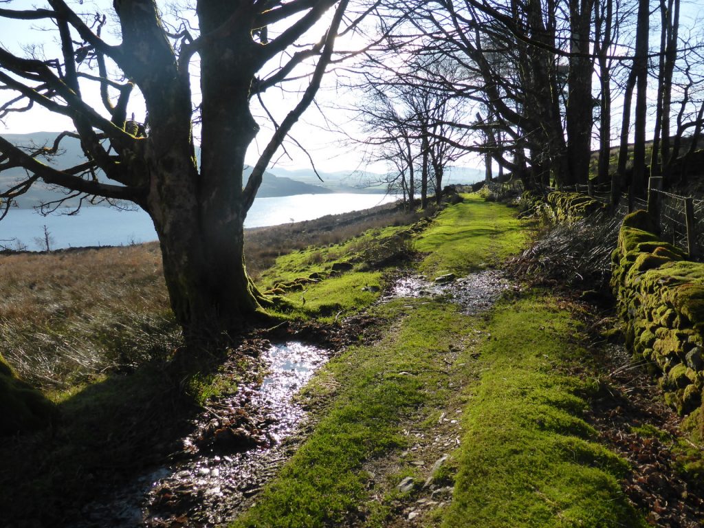trees silhouetted in sunlight