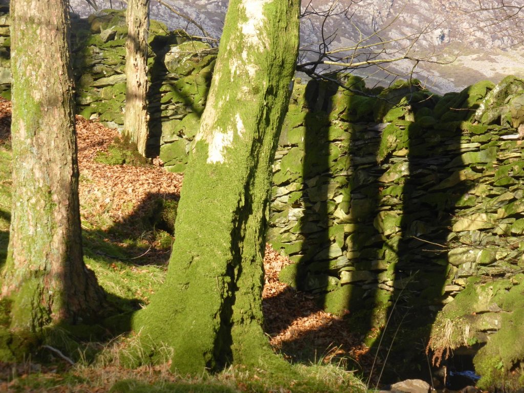 stripey tree shadows on wall