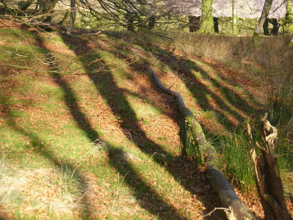 stripey tree shadows