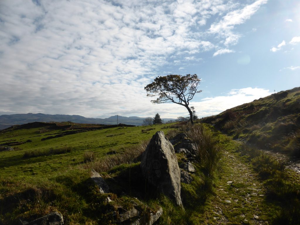 rock, tree and mackerel sky
