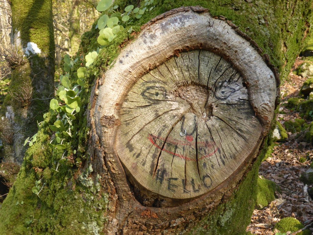 green man face drawn on knot in tree, with nosering