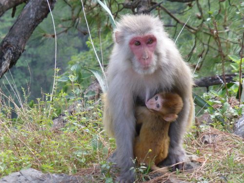 monkey with child