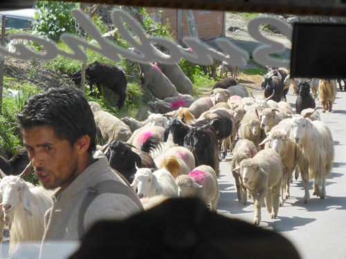 herding sheep on road