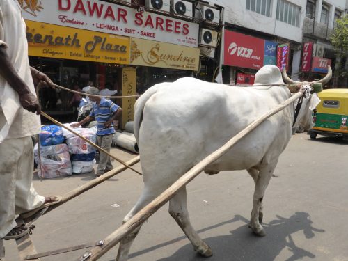 buffalo cart