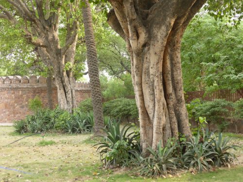 expressive tree trunks in park