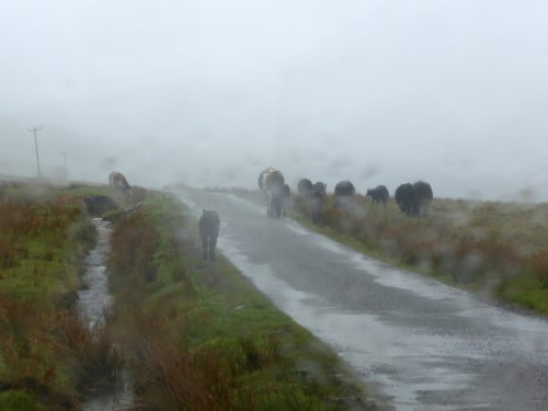 wet cows on wet road