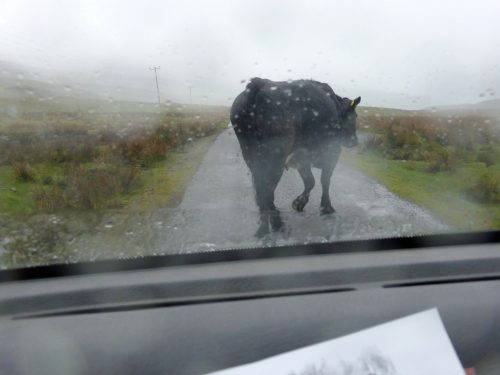 wet cow on road through windscreen