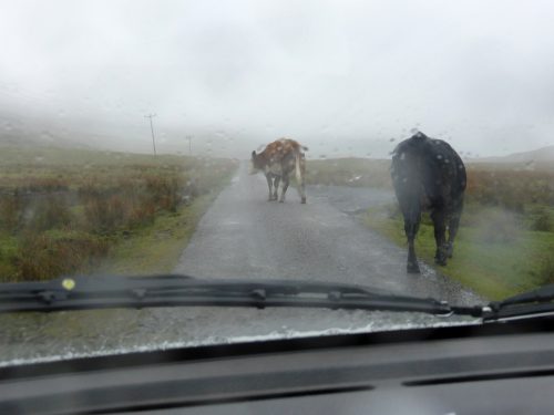 wet cows ambling along road