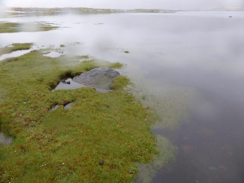saltmarsh on lochside