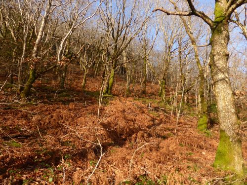 rusty bracken and white birch saplings on hillside