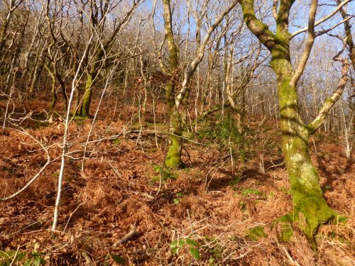 rusty bracken and mossy-trunked saplings on hillside