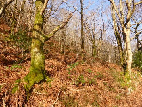 branch shadows on dry sunny hillside