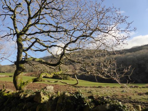 hillside through horizontal twisting tree branches