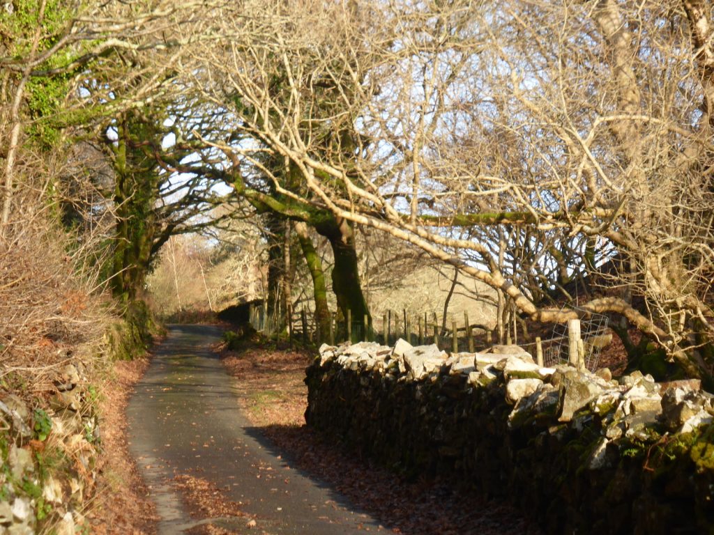 walled lane through wood