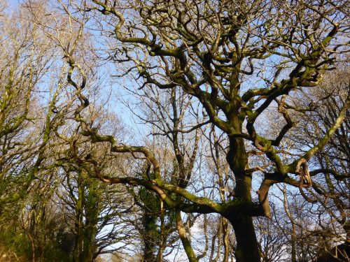 corkscrew branches against a blue sky