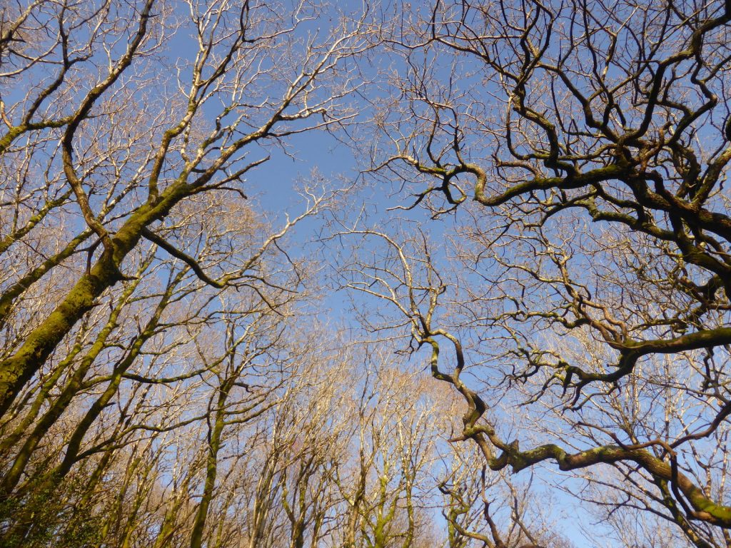 looking up through tree branches