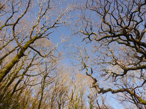 looking up through tree branches