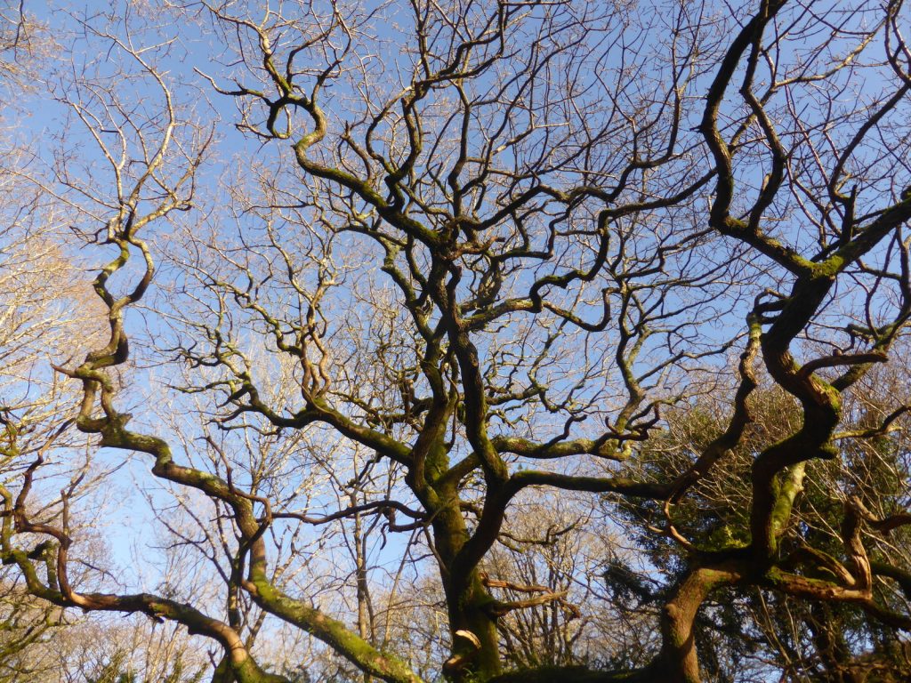 tree branches reaching out to blue sky
