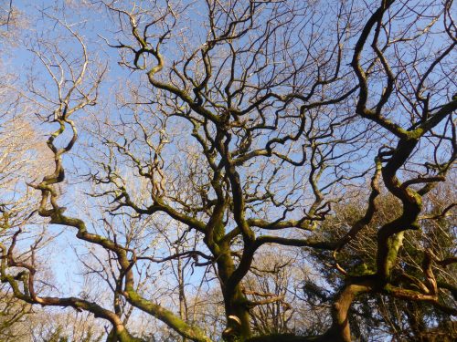 tree branches reaching out to blue sky