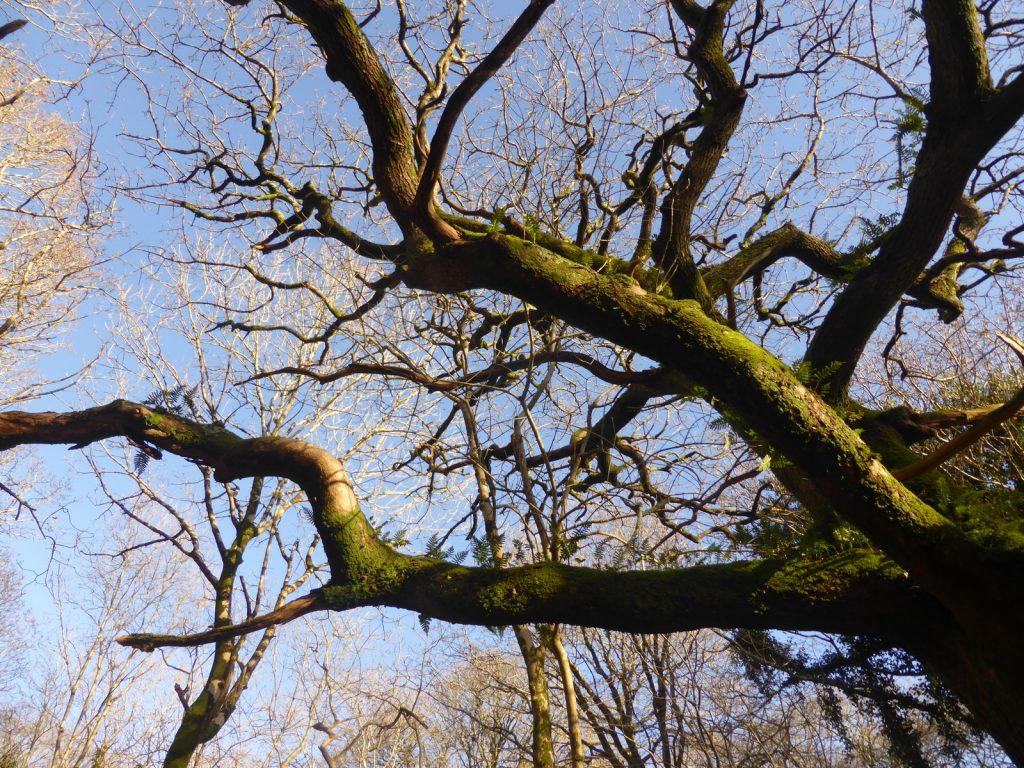 looking up tree to sky above
