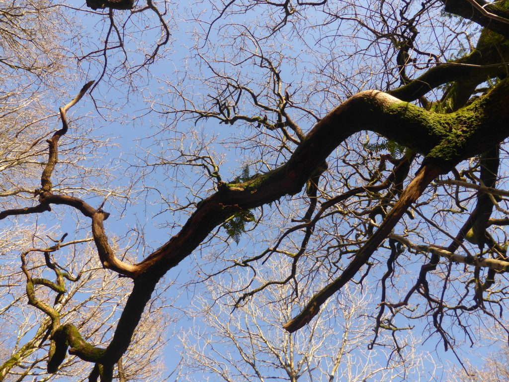 looking up at branches against blue sky