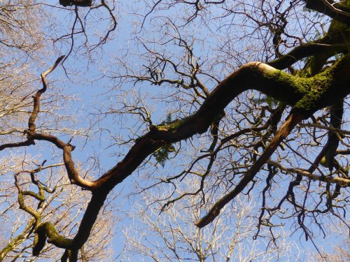 looking up at branches against blue sky