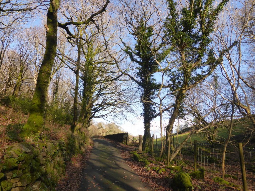 tree shadows on walled lane