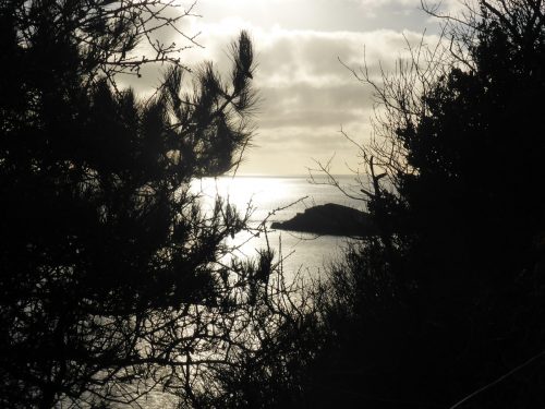 silvery sea, black pine branches