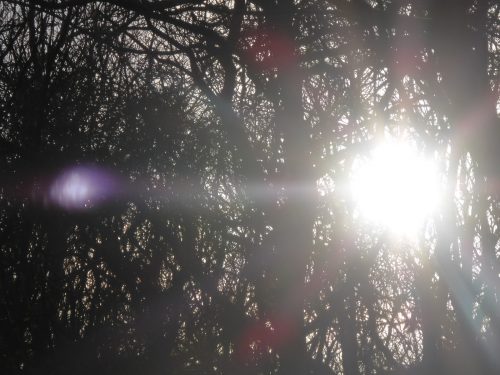 sunspots through thicket