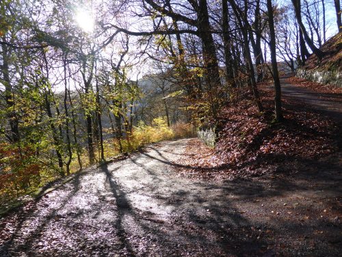 corner of lane with sunlit through saplings