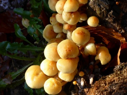 pinheaded fungus