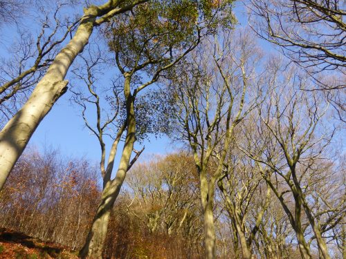 branches and pale blue sky