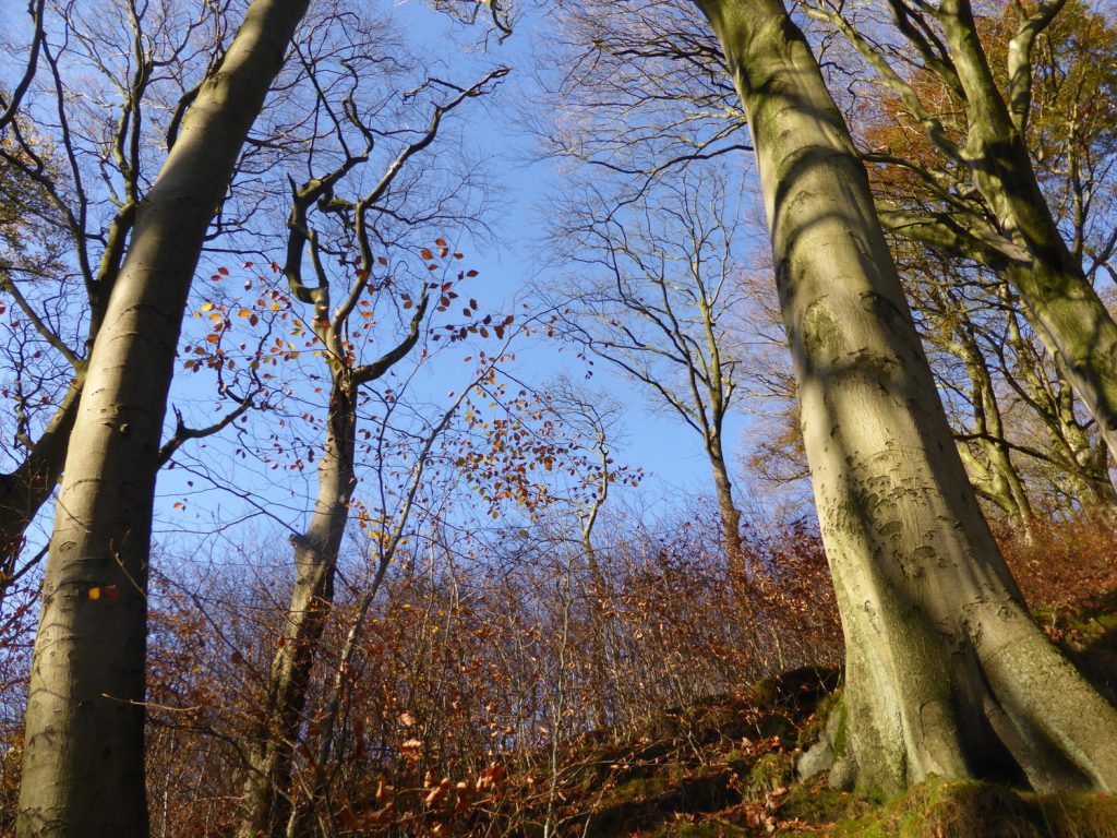 strong trunks against blue sky