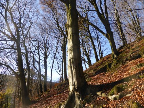 tree trunks on hillside against blue sky