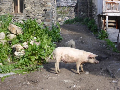2 pink pigs on lane