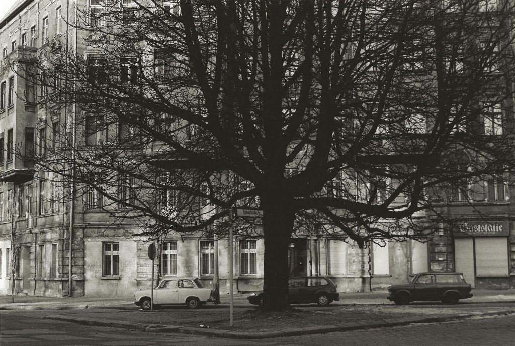 tree in square