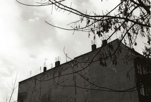 blank tenement wall and tree branch