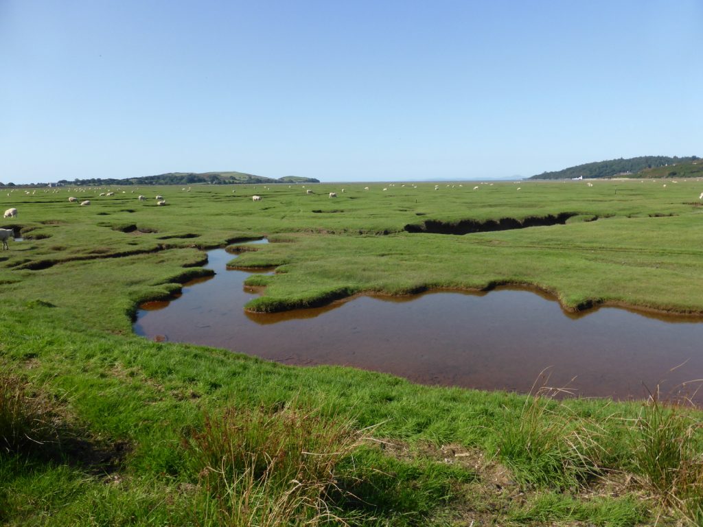 saltmarsh