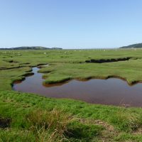 saltmarsh