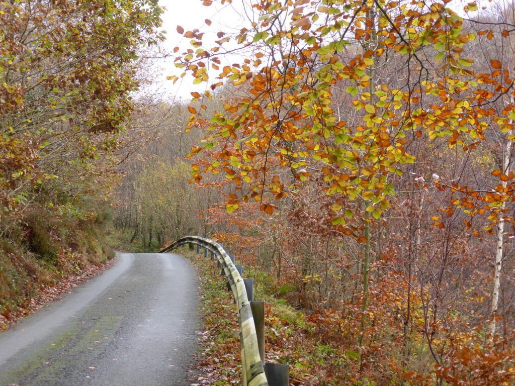 road through autumn birch woodland